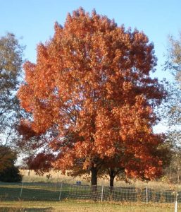 Fall Color in Kansas Image